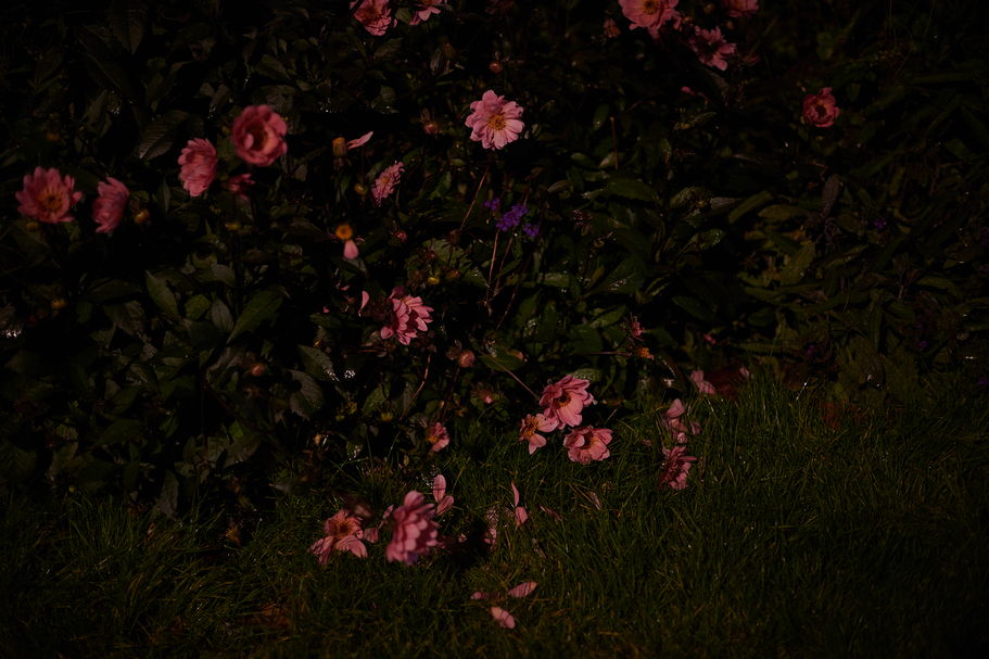 NIGHTFLOWERS #02