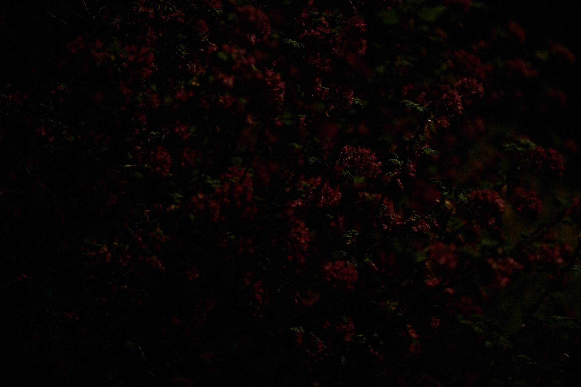 NIGHTFLOWERS #06