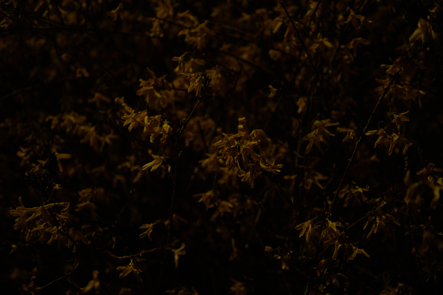 NIGHTFLOWERS #07