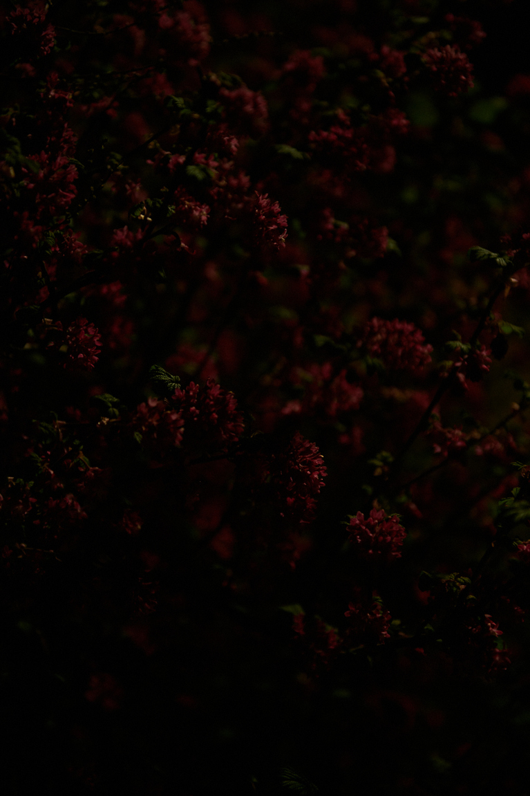 NIGHTFLOWERS