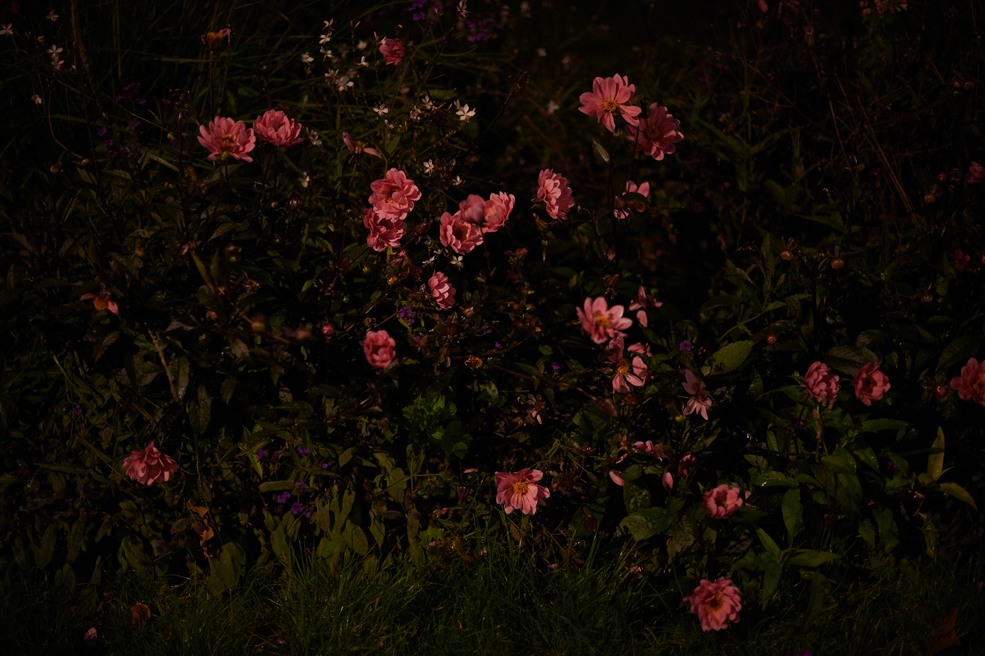 NIGHTFLOWERS #01