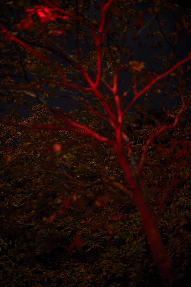 L'ARBRE ROUGE