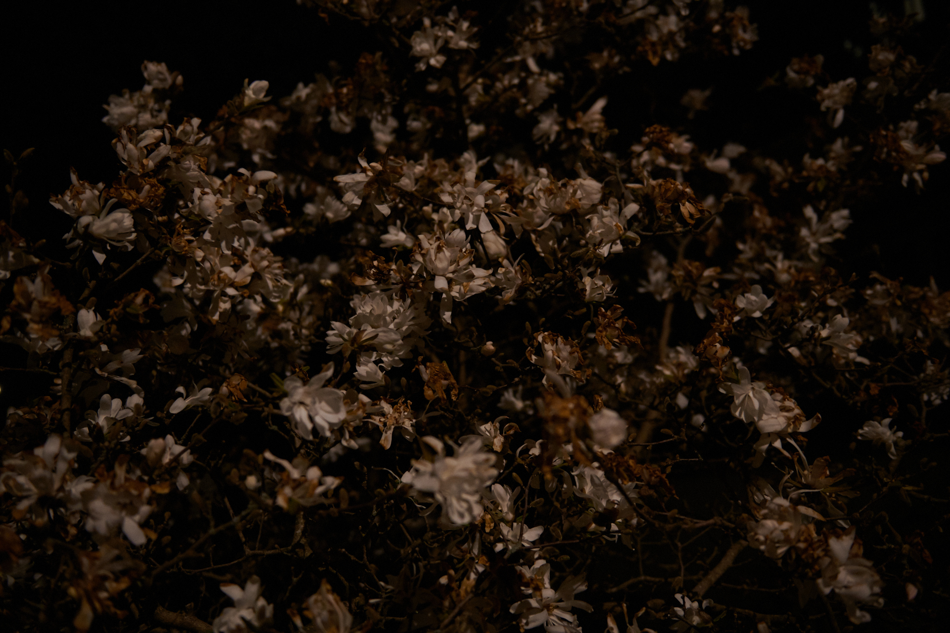 NIGHTFLOWERS #03