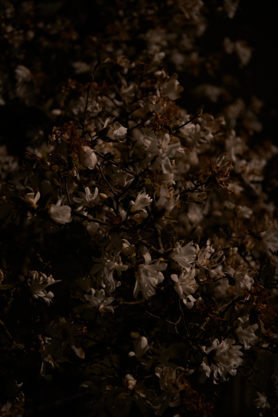 NIGHTFLOWERS #05 / 2020